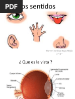 Los 5 Sentidos Diapositivas