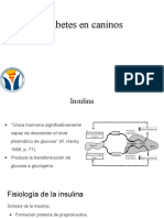 Fisiopatología de La Diabetes en Caninos