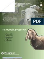 g06 - Sistema Digestivo en Ovinos y Caprinos