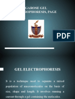 Gel Electroiphoresis  