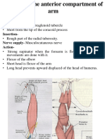 Biceps Brachii Origin