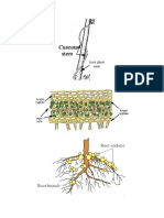 Cuscuta, Nodule, Lichen