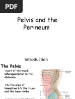 Pelvis, NOTE