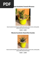 Catalogo Cactus y Suculentas