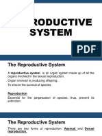 Reproductive System