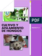 Informe N° 15 Cultivo de Hongos