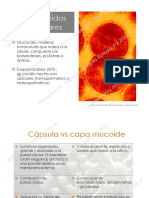 Estructuras Biofilms