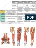 Musculatura Del Muslo