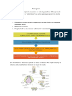 Dentinogenesis