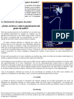 Germinación Del Grano de Polen