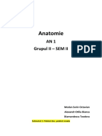 Anatomie Grupul 2 Sem 2