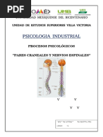 Pares Craneales y Nervios Espinales