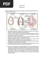 Esponja S