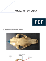 Anatomía Del Cráneo