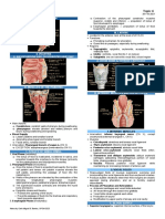 Pharynx and Larynx