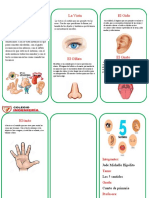 Los 5 Sentidos La Vista El Oído