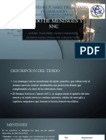 Tejido de Meninges y SNC