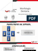 Presentacion Morfologia