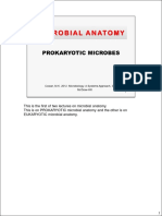 Microbial Anatomy - Prokaryotic Microbes