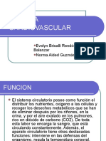 Sistema Cardiovascular