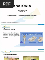 Diapositivas Tarea 7