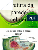 Estrutura de Parede Celular