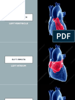 Cardiovascular System