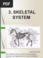 Skeletal System