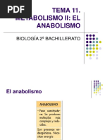 Metabolismo 2