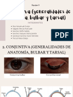 Conjuntiva