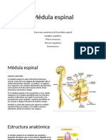 02 Médula Espinal