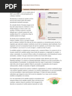 Anatomía y Fisiología de La Médula Espinal