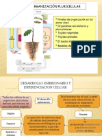 Desarrollo Embrionario en Plantas y Animales