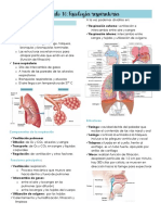 Sistema Respiratorio