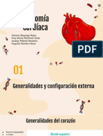 Anatomia Del Corazón