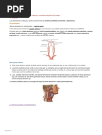 Sistema Cardiovascular 3era Parte