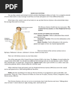 Nervous System