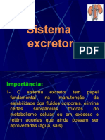 Sistema Excretor