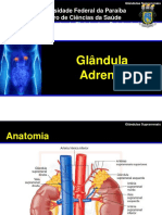 Glndulas Suprarrenais