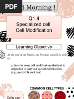 Q1.4 Specialized Cells and Tissues