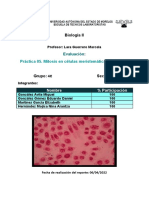 Práctica No. 5. Mitosis en Células Meristemáticasa de Cebolla