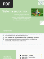 Sistema Endocrino