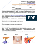 Práctico #11 Sistema Endócrino CL