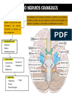 Pares Craneales