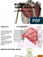 Musculo Pectoral Mayor