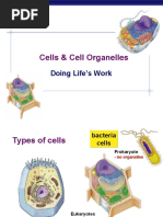 Cells and Organelles