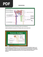 Fisiologia Renal