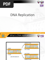 DNA Replication 2