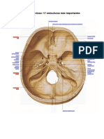Base de Cráneo