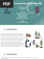 Técnicas de TRansformación de Plantas